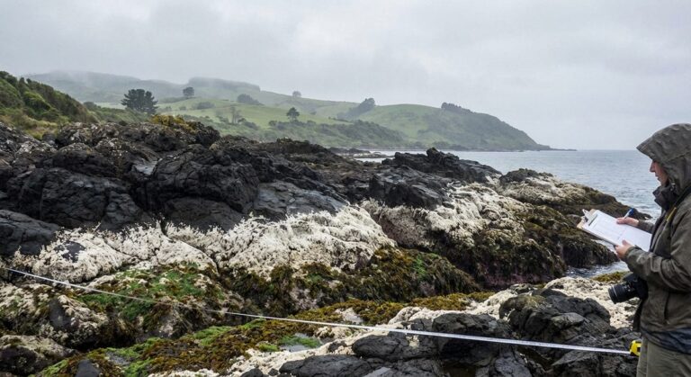 Costa Chiloé línea algas alzamiento costero
